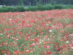 ポピー畑　Photograph gyarari poppy field